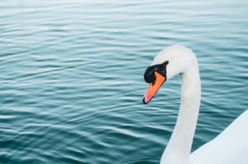 Elegant white swan in blue lake closeup