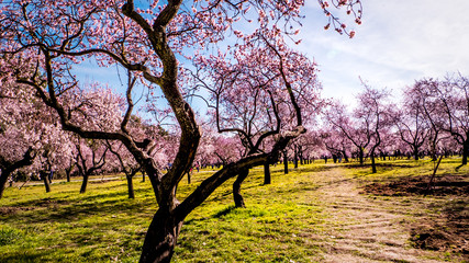 Alleys of blooming almond trees with pink flowers in Madrid, Spain. Pink almond trees in bloom at Quinta de los Molinos city park downtown Madrid at Alcala street in early spring.