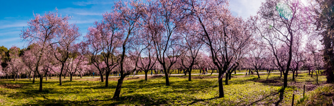 Alleys of blooming almond trees with pink flowers in Madrid, Spain. Pink almond trees in bloom at Quinta de los Molinos city park downtown Madrid at Alcala street in early spring.