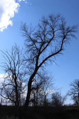 Black trees with the bright blue sky and white clouds in the background