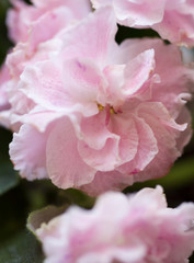 pink  beautiful violet background. close up