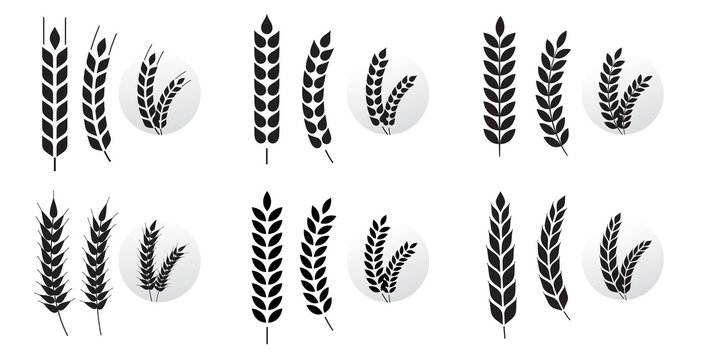 Wheat grains of different shapes set. A set of icons ready to use in your design. Vector icons can be used on different backgrounds. EPS10.	