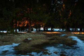 Obraz premium A glimpse of the setting sun in the firs, with the remains of snow lying on the ground
