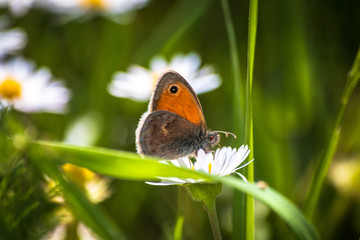 Orange butterfly on white daisy flower on a meadow with green grass background