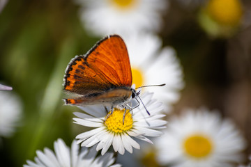 Orange butterfly on white daisy flower on a meadow with green grass background