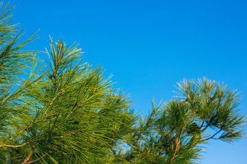 vivid green spruce needle branch summer floral frame on blue sky background, outdoor ecology concept picture with empty copy space for text
