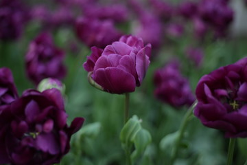 beautiful fresh tulip of lilac color against the background of greens and different flowers
