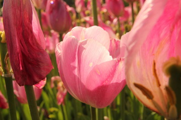 Turkey istanbul pink red yellow and white tulips garden