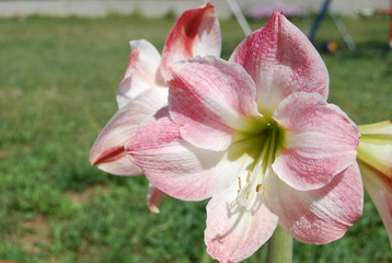 White and Pink Lily 'Stargazer' Oriental Lilies