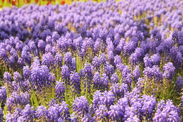 Fototapeta premium dandelion flower garden in istanbul