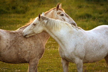 Obraz na płótnie Canvas White horses close to each other on the meadow