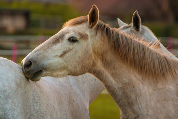 White horses close to each other on the meadow