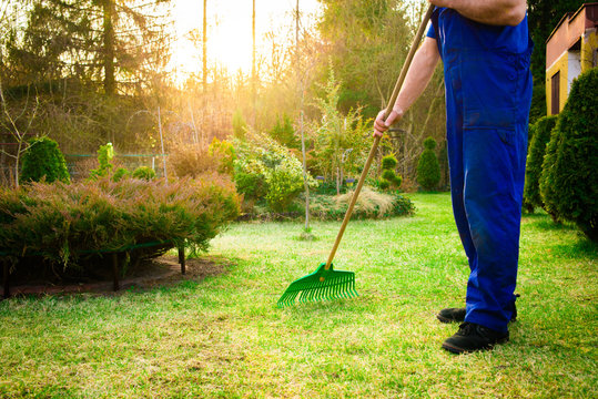 Raking grass in the garden. The man fertilizes the soil in the garden, preparing for work on the garden. Preparation for the gardening season. The gardener holds a rake in his hand.