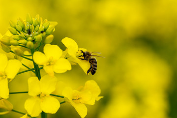 Macro on a bee polenizing the canola flowers