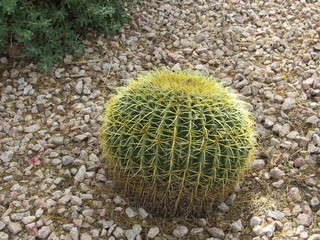 A small barrel cactus decorating a sidewalk in Arizona 