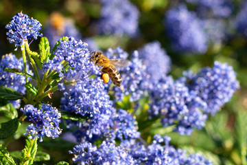 Obraz premium Honeybee collecting pollen on blue wildflowers