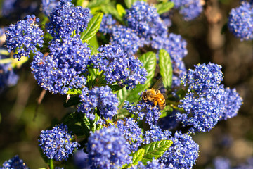 Obraz premium Honeybee collecting pollen on blue wildflowers
