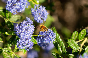 Honeybee collecting pollen on blue wildflowers