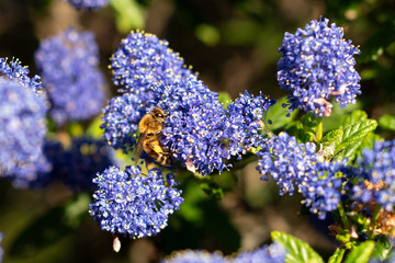Honeybee collecting pollen on blue wildflowers