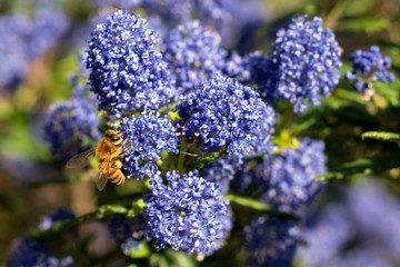 Fototapeta premium Honeybee collecting pollen on blue wildflowers