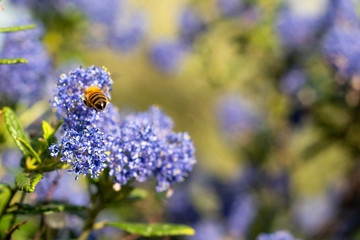 Honeybee collecting pollen on blue wildflowers