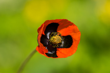 poppy flower in spring