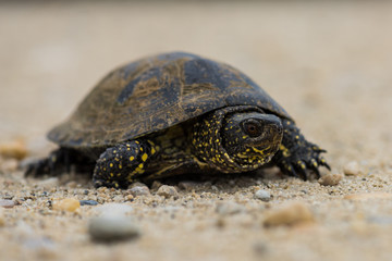 turtle on the sand