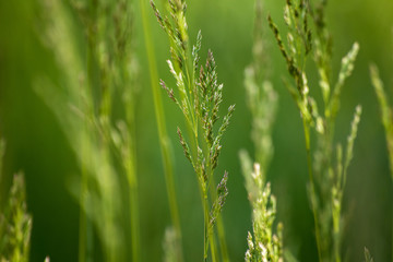 Fototapeta na wymiar Wild plant on meadow with green grass background, sunny day