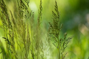 Wild plant on meadow with green grass background, sunny day