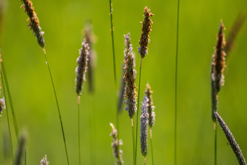 Wild plant on meadow with green grass background, sunny day