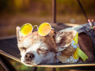 Chihuahua wearing sunglasses and straw hat lies in a hammock near a beach enjoying the sun. Fashionable dog dressed in a denim suit resting on the nature and sunbathes. Hippie dog resting outdoor