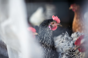 Close-up portrait of domestic chicken