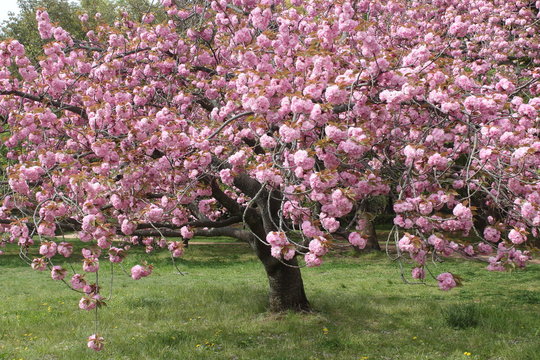 遅咲きの八重桜