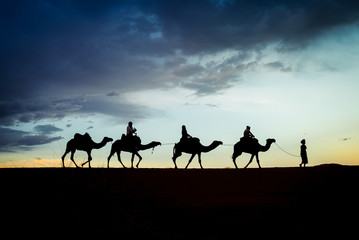 a dromedary ride during sunset in the sahara desert