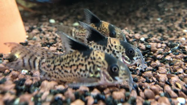 Panzerwelse im Aquarium