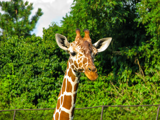 Portrait of a waffle in a sunny day with trees in the background