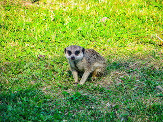 Beautiful little meerkat on the grass watching