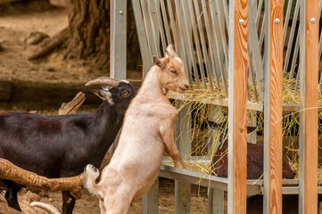 Goats are eating hay in a zoo