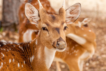 Portait of a chital deer in a zoo