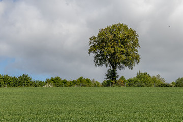 Fototapeta premium Normandie, France