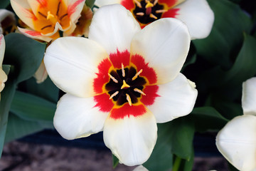 Obraz na płótnie Canvas White tulip flower with red center top view closeup. Spring season in the botanical garden
