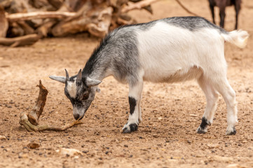 Naklejka na ściany i meble Portrait of a goat in a zoo