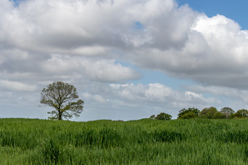 Fototapeta premium Normandie, France