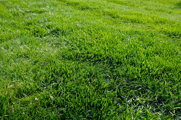 Meadow with fresh, saturated green grass, chaotically arranged grass blades of grass in spring season, bright green juicy lawn