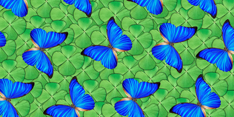 Beautiful natural background with a lot of vibrant blue butterflys flying over four leaf clover. Photo collage art work A high resolution
