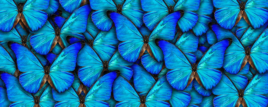 Beautiful natural background with a lot of vibrant blue butterflys. Photo collage art work. A high resolution