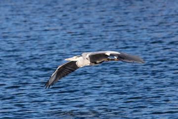 Grey heron flying low and slow across the water