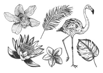 Tropical flowers leaves flamingo set