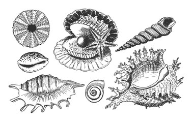 Tropical shells underwater icon set