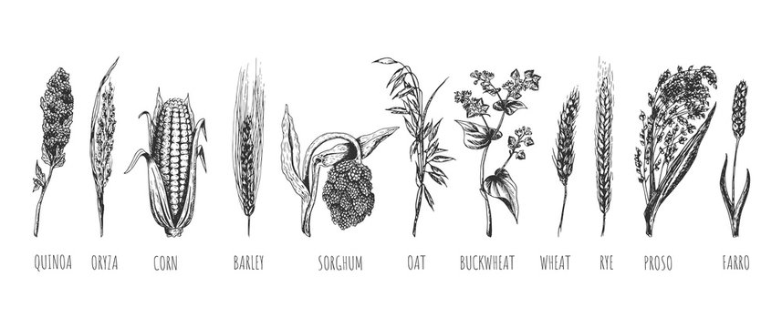 Wheat ears cereals crop sketch set